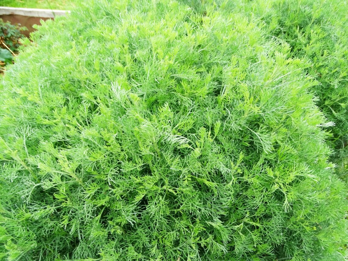 Une aromatique aussi décorative que parfumée, la plante cola la bien-nommée.