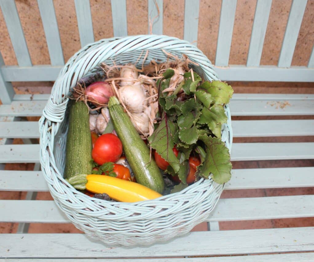 De bons légumes frais, bio, les récoltes en juillet sont abondantes.