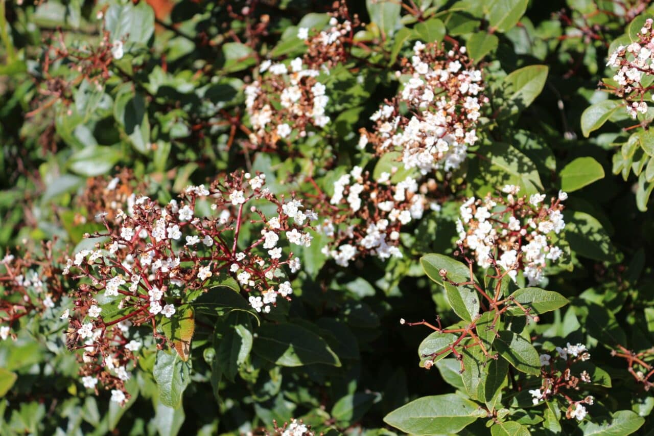 Une excellente plante de haie ou de massif, le laurier-tin.