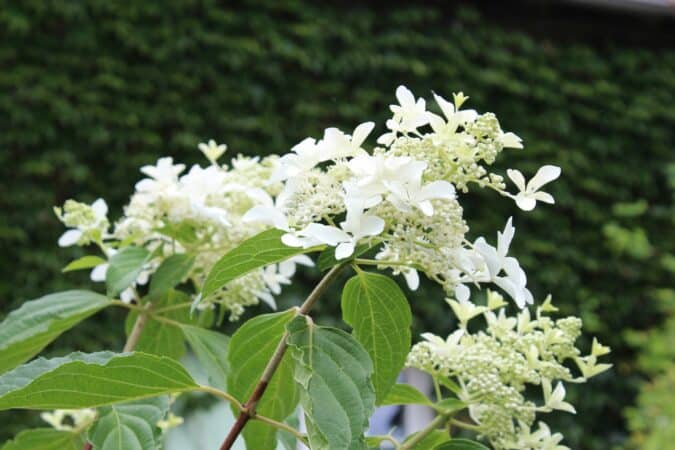 Hydrangéa paniculata Great Star.