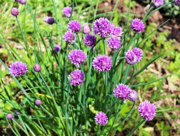 La ciboulette, une incontournable de l'été en cuisine et au jardin.