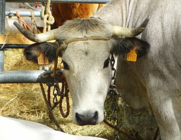 La vache Gasconne, rustique et polyvalente, emblématique du massif montagnard pyrénéen, sera fort bien représentée aux Journées du Boulonnais.