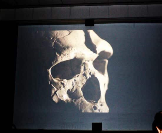 Le crâne de Tautavel révèle des humains antérieurs à Néandertal, appartenant à l'espère Heidelbergensis.