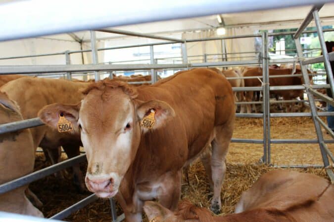 Belle participation des éleveurs à la foire agricole d'Aurignac, avec plus d'une trentaine d'exposants.