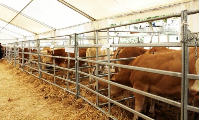 160 broutards à la vente pour la foire agricole d'Aurignac, un record.