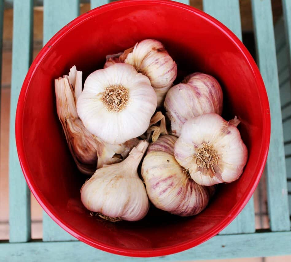 A planter dès à présent, l'ail, un trésor de bienfaits.