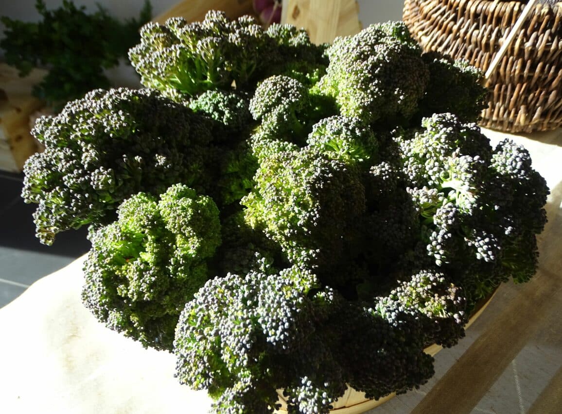 En septembre, on plante les brocolis.