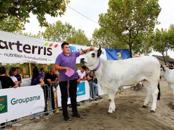 L'ADN des Journées du Boulonnais, un élevage performant au sein d'une agriculture de proximité. (concours bovins à viande Vache Gasconne)