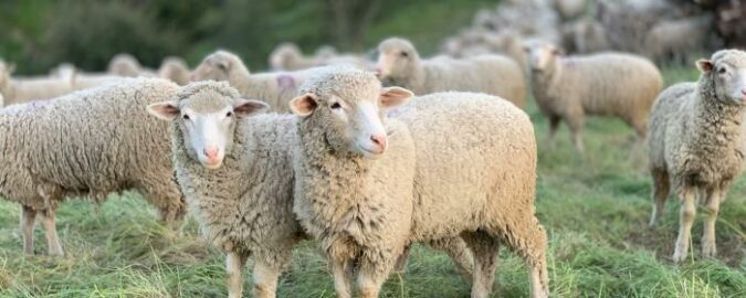 L’évènement en soi constitue un reflet profond de l’économie ancestrale autour du pastoralisme en Comminges.