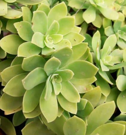 Les sédums, une famille nombreuse à (re)découvrir. (sedum palmari)