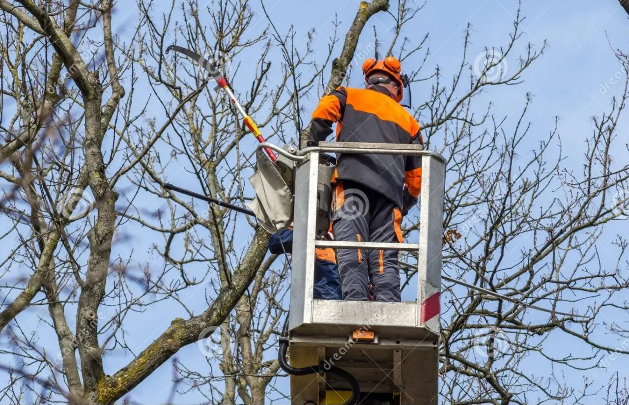 Circulation et stationnement perturbés en raison de travaux d'élagage.