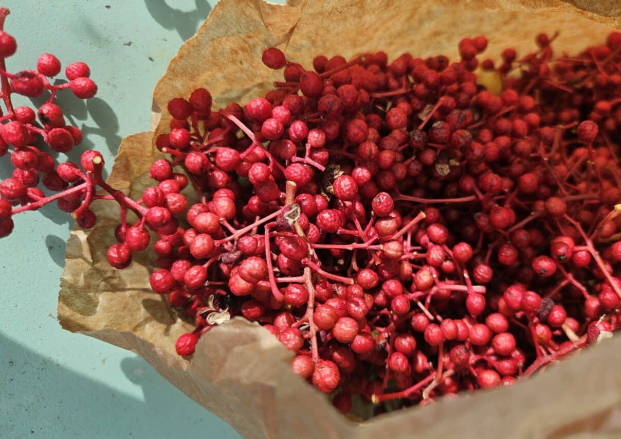 Les baies du poivrier du Sichuan, une expérience gustative exceptionnelle.