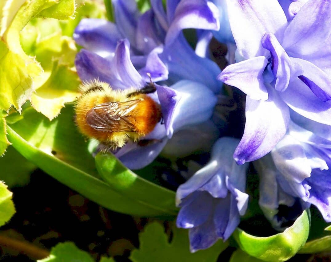 Le rôle essentiel des pollinisateurs pour la biodiversité. Des agriculteurs s'engagent dans une action pilote.