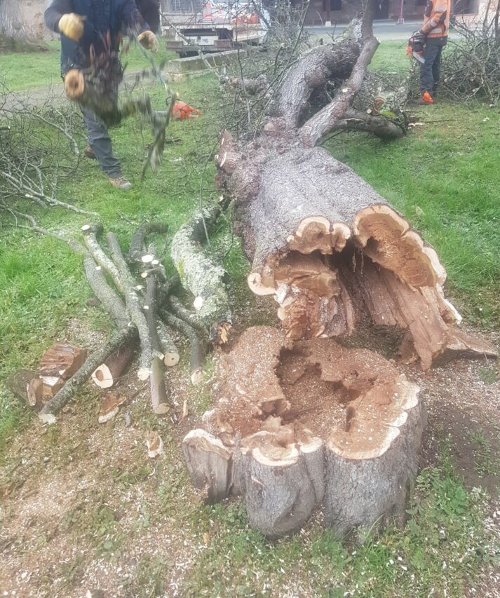 Un arbre abattu identifié par l'ONF comme présentant un risque pour la sécurité. Crédit : Mairie Rieux-Volvestre