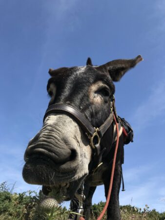 Le 23 novembre et le 1er décembre, la stupeur s’installe, six ânes décèdent subitement