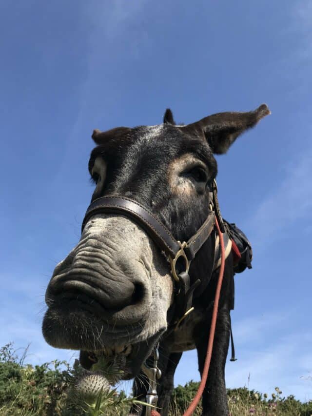 Le 23 novembre et le 1er décembre, la stupeur s’installe, six ânes décèdent subitement