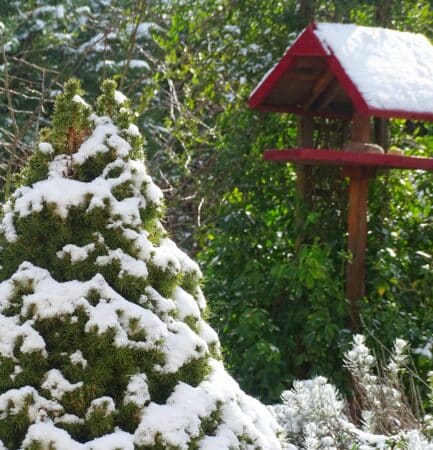 Toujours de quoi faire au jardin, même en période des fêtes de fin d'année.