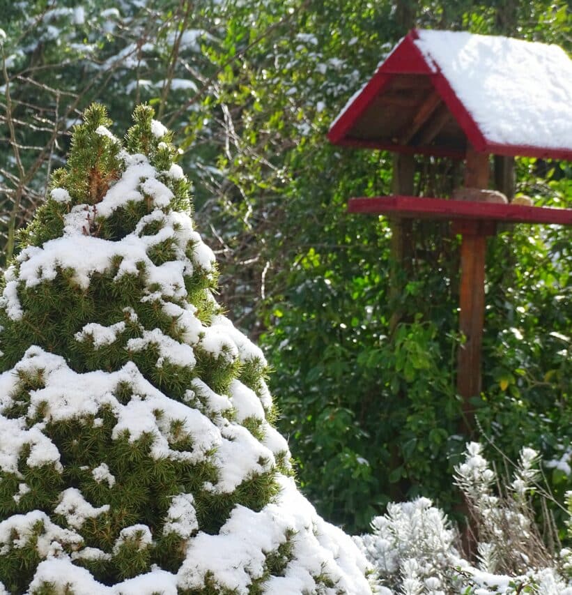 Toujours de quoi faire au jardin, même en période des fêtes de fin d'année.