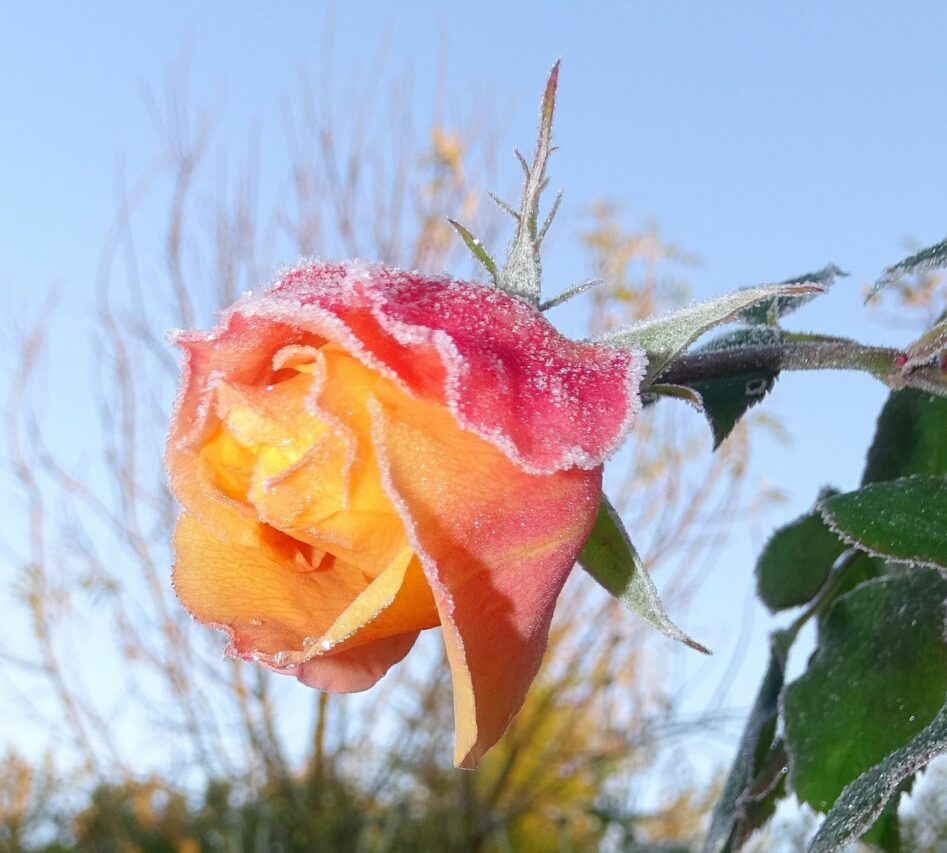 Les solutions pour protéger le jardin des morsures du gel.