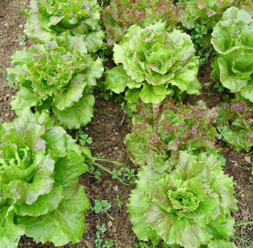 Pour avoir de belles salades au printemps, commencez les semis.
