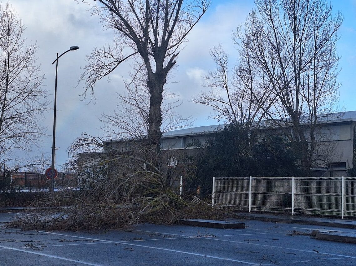 Un arbre s'est effondré devant le collège et le gymnase.