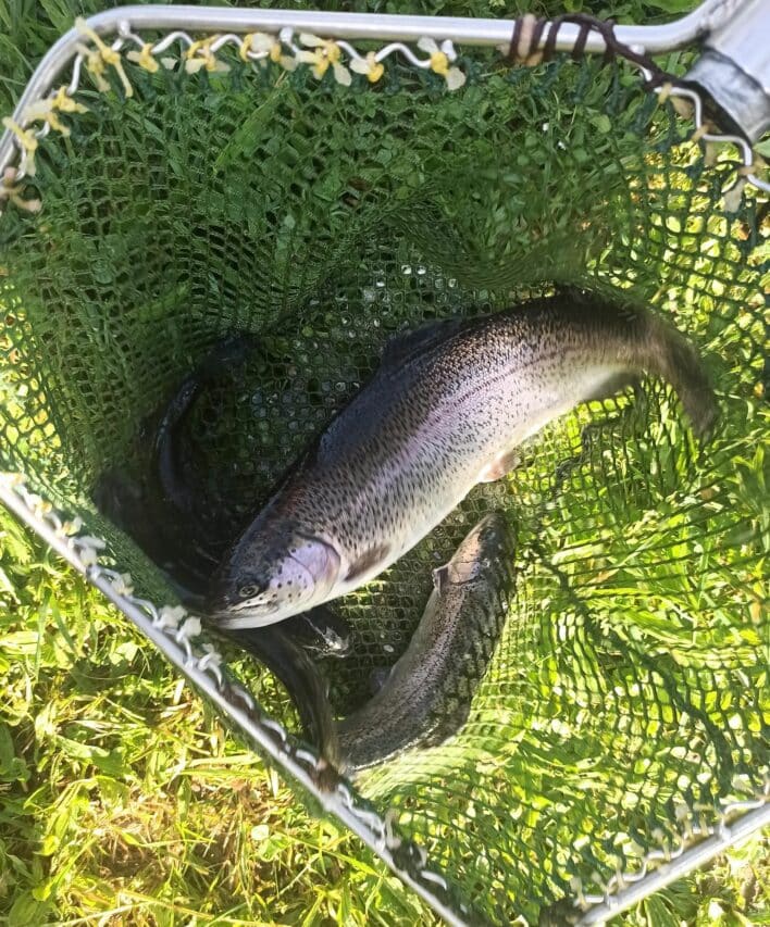 120 kg de truites dont une partie de gros gabarits, seront déversés dans le lac de Saint-Marcet.