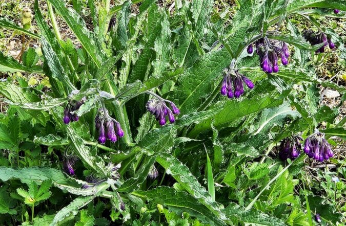 Belle et utile, la consoude se doit de figurer dans tous les jardins.