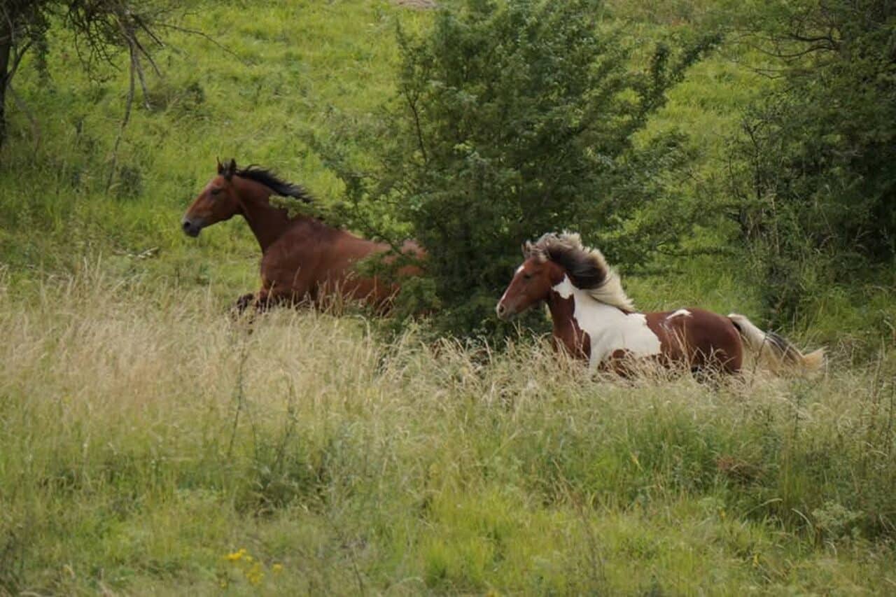 La liberté des chevaux