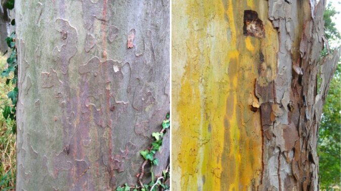 Ne passe se laisser envahir