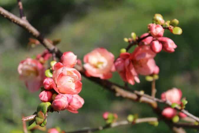 Le Printemps sera roi à Cardeilhac avec l'association PCNC.