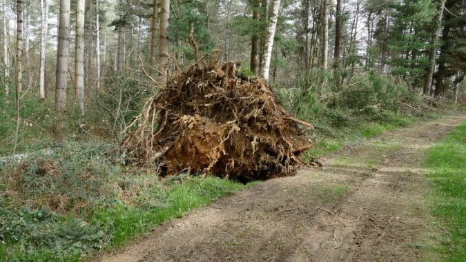 Les vestiges de la tempête Nils dans la forêt de Cardeilhac.