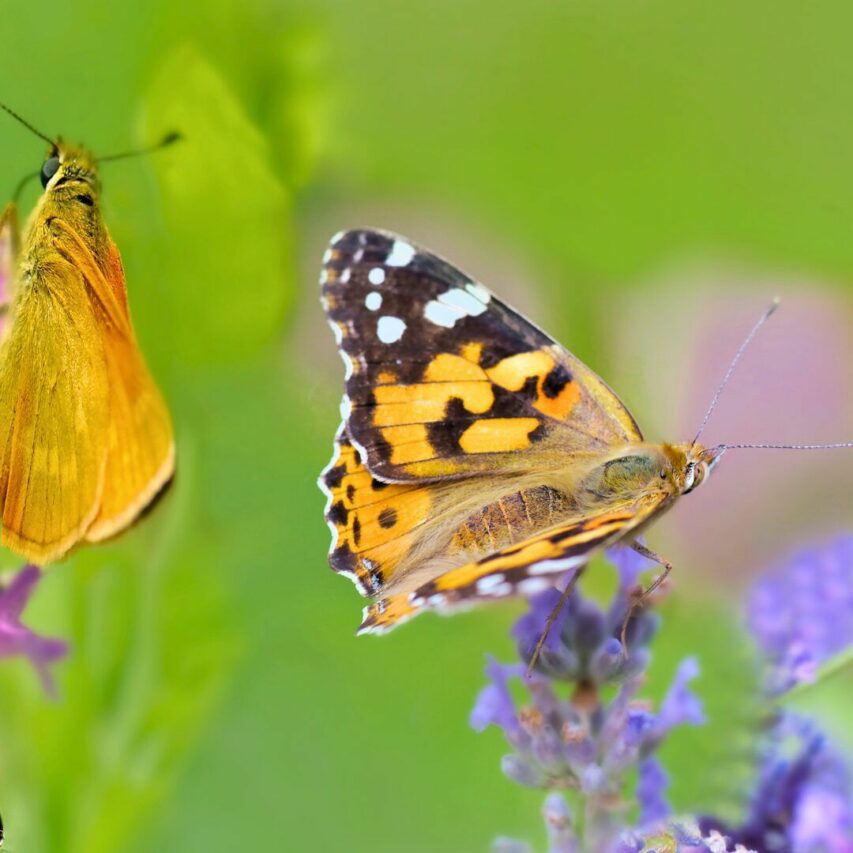 Initiatives locales pour la biodiversité