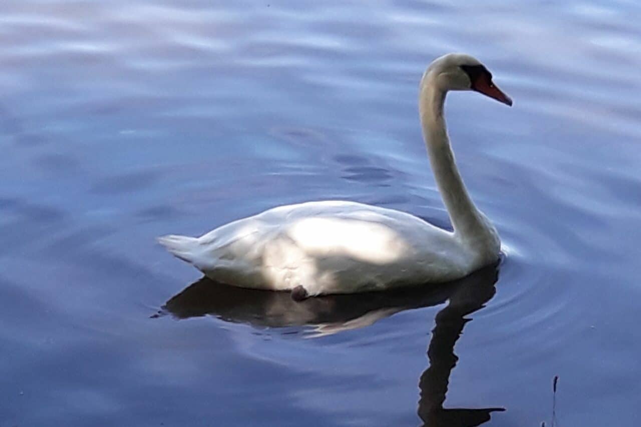 Dans le cadre des conférences buissonnières, Didier Villate dévoilera la vie secrète des oiseaux d'eau. (photo d'illustration)