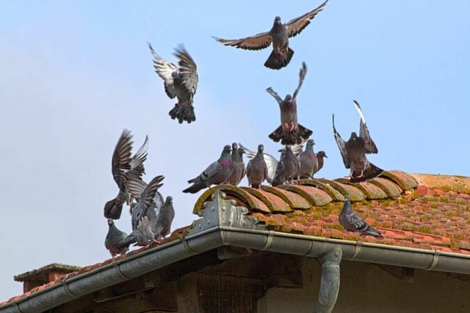 Oiseaux à compter, pigeons à capturer, Aurignac s'occupe des volatiles.