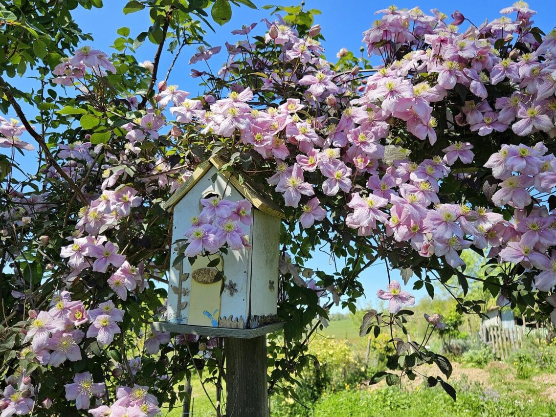 A l'entrée du potager, un couple de mésange a choisi mon petit nichoir pour élever ses petits, à ne pas déranger !