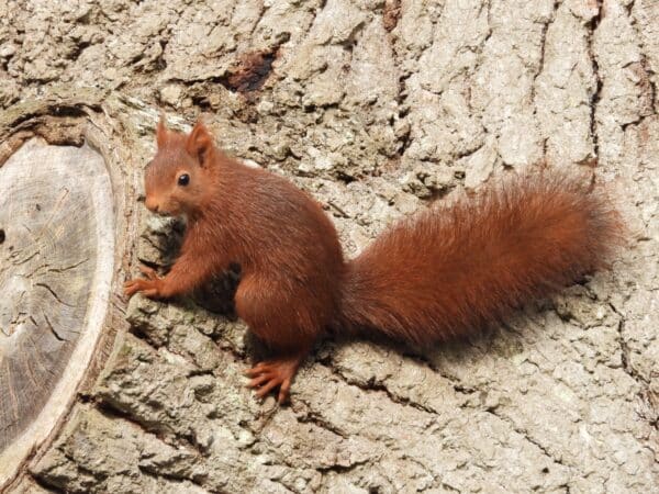 Sous l'oeil curieux des petits habitants de la forêt, les marcheurs se baladeront à Cardeilhac.