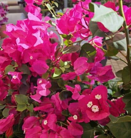 De vives couleurs et une floraison exceptionnelle pour cette merveille à collectionner au jardin, la bougainvillée.