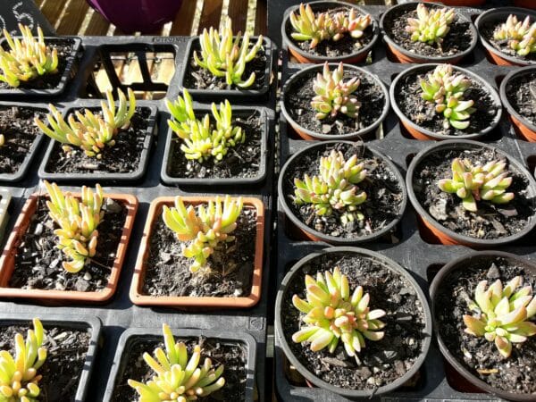 Parmi les choix de plantes sobres, les plantes succulentes sont en bonne place.