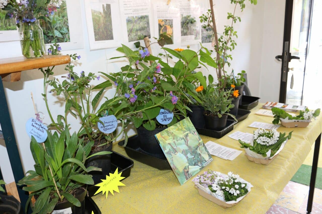 Humbles et méconnues, les plantes de nos campagnes sont pourtant bonnes à consommer, à voir et à déguster à Aurignac.