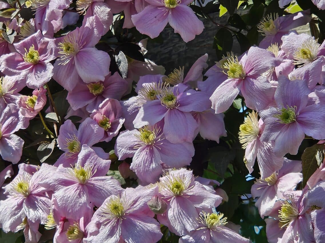 Un nuage de fleurs rose sur un feuillage pourpre, une magnifique variété de clématite montana.