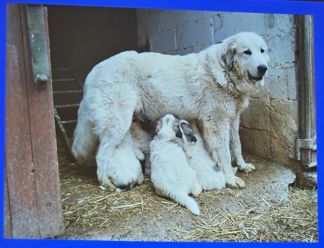 Depuis 25 ans, Mathieur Mauriès, spécialiste des chiens de protection de troupeau, élève des chiens Montagne des Pyrénées pour le travail.