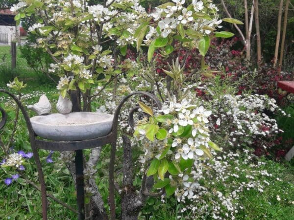 Pour aider les oiseaux à survivre pendant la sécheresse, des abreuvoirs dans le jardin.