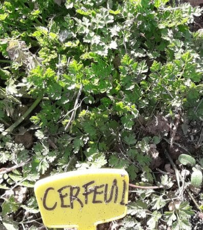 Des aromatiques pour la cuisine, indispensables au jardin.