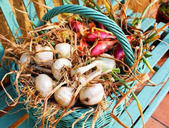Du travail au potager en ce moment, avec la plantation des oignons notamment.