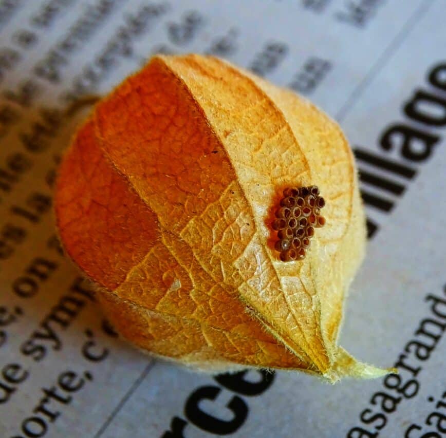 Un physalis où un insecte (papillon ?) sans gêne a pondu ses oeufs...