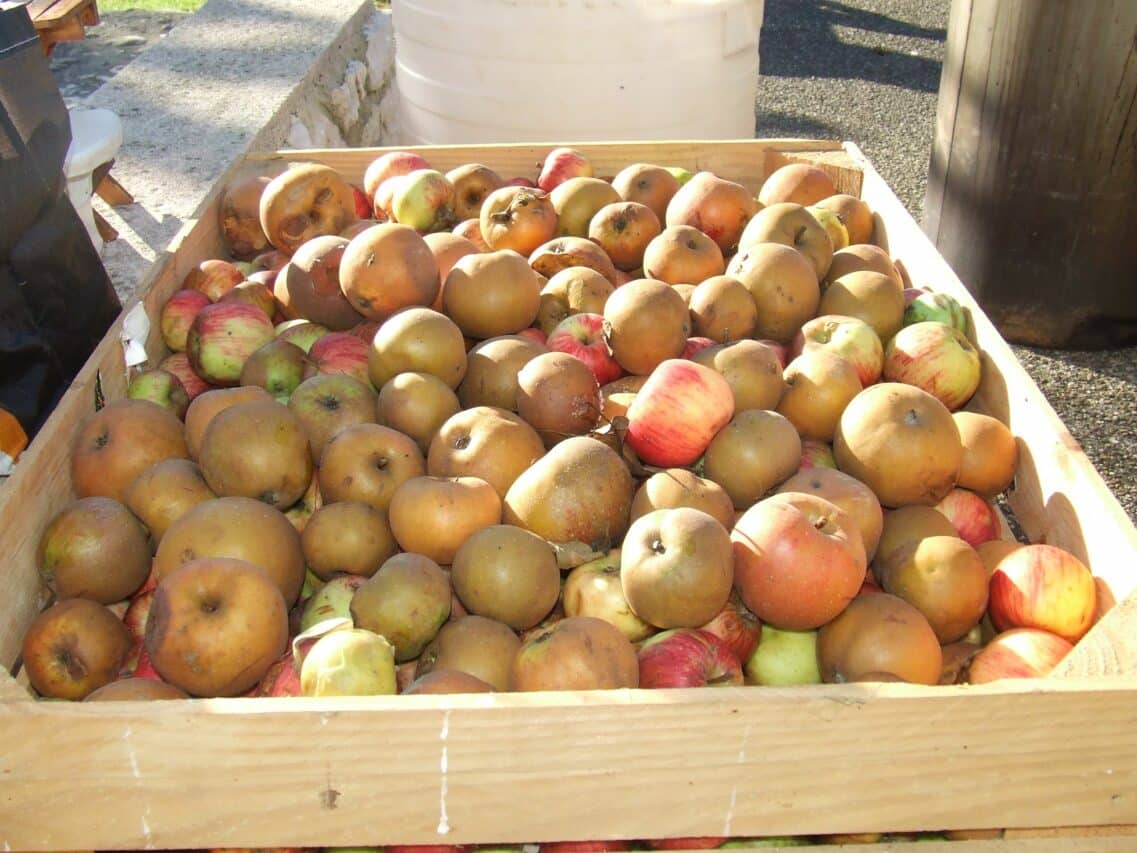 Une fête d'automne attendue par les amateurs, la Pomme sera reine à Larroque le 11 octobre.