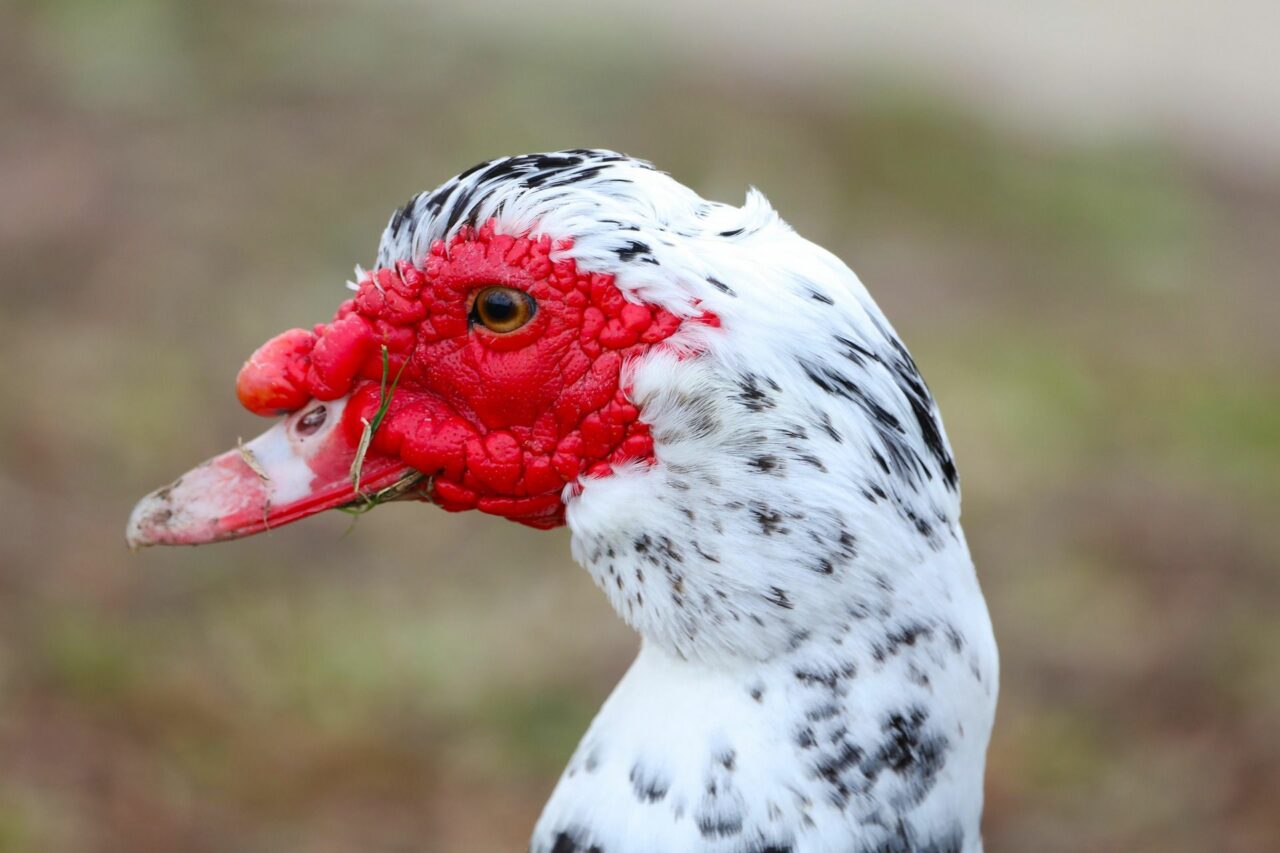 Ombrières solaires pour les canards de Saint Pé Delbosc, l'éleveur s'exprime.