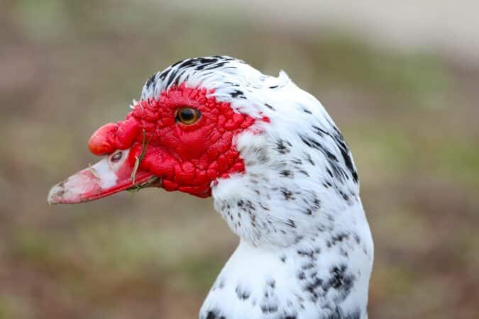 Ombrières solaires pour les canards de Saint Pé Delbosc, l'éleveur s'exprime.